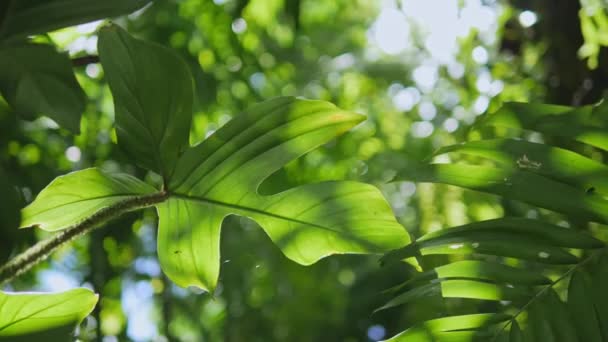 Тропічні Листя Філодендрон Пальмове Листя Ширяють Вітрі Розмитому Фоні Зеленого — стокове відео