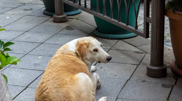 Kızıl, evsiz köpek üzgün bir şekilde aşağıya bakıyor. O, başını patisine koydu. Evsiz köpek konsepti. Kavramsal resim.