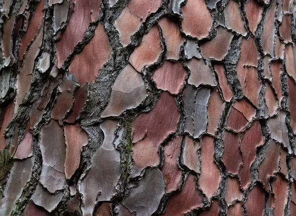 Maritieme Dennen Pinus Pinaster Symbool Textuur Gemaakt Van Maritieme Dennenschors — Stockfoto