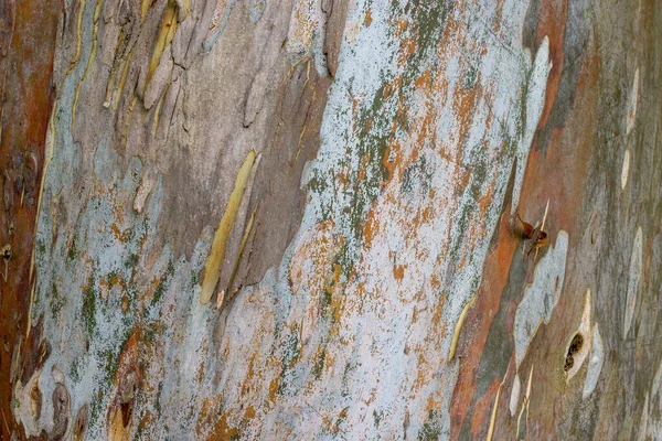 Colorido Hermoso Patrón Abstracto Textura Corteza Del Árbol Del Eucalipto — Foto de Stock