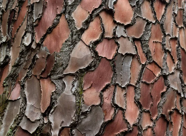 Maritime Pine Pinus Pinaster 트렁크 나무껍질은 소나무로 직물이다 아름다운 트렁크 — 스톡 사진
