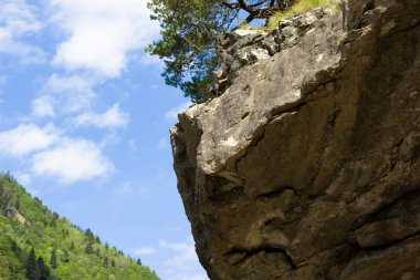 Ağaçlar ve çimenler kayaların üzerinde yetişir. Arka planda bulutlu mavi gökyüzü. Doğa duvar kağıdı. Arkaplanda sallan mavi gökyüzü güneşli havada, aşağıdan manzara.
