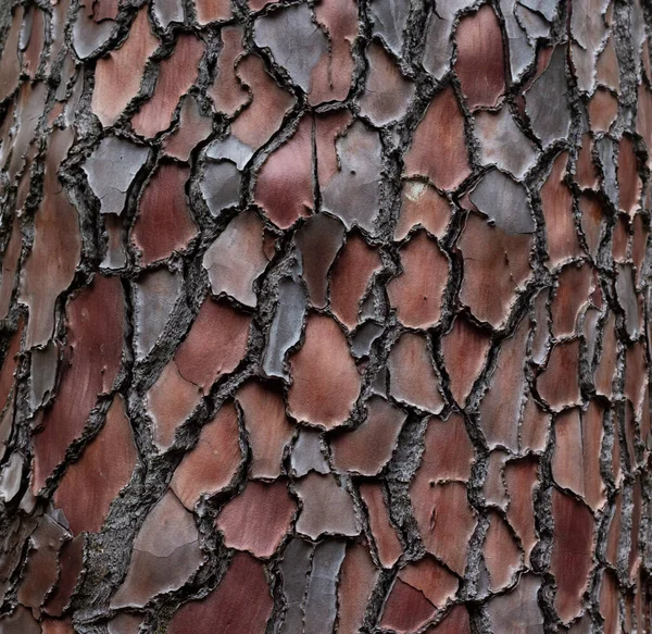Pino Marítimo Símbolo Del Tronco Pinus Pinaster Textura Hecha Corteza — Foto de Stock