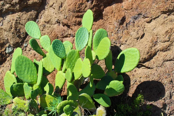 Espagne Vue Traditionnelle Avec Cactus Vue Détaillée Cactus Cardon Aux — Photo