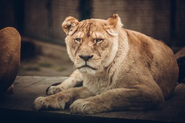 Aslan gururla duruyor küçük bir tepede.