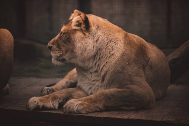 Aslan gururla duruyor küçük bir tepede.