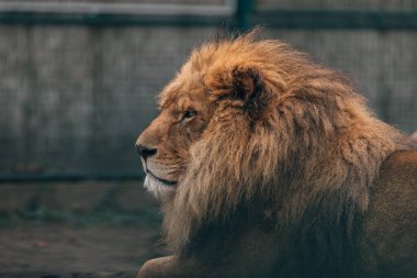 Aslan gururla duruyor küçük bir tepede.