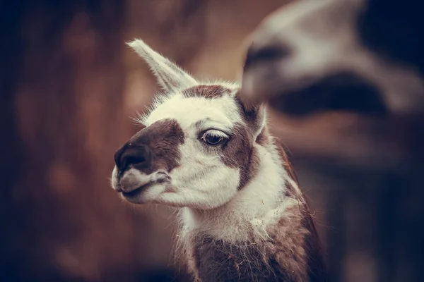 Llamas Llama Blanca Llama Marrón Llamas Zoológico Llamas Caminando Día — Foto de Stock