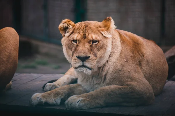 Lion Standing Proudly Small Hill — Stock Photo, Image