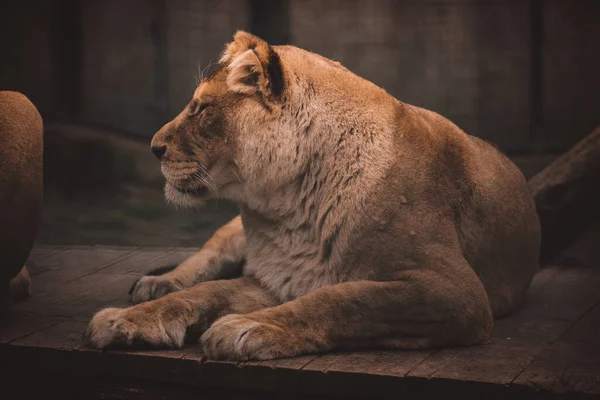 Aslan gururla duruyor küçük bir tepede.