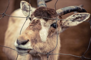 Addax, aynı zamanda beyaz antilop ve Screwhorn antilobu olarak da bilinir..