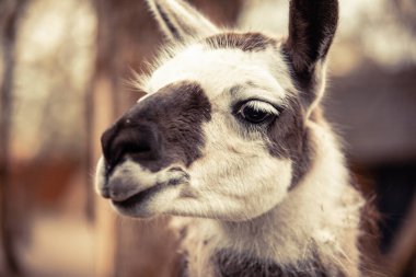 Lama 'lar. Beyaz lama. Kahverengi lama. Hayvanat bahçesindeki Lamalar. Lama yürüyüşü. Yaz günü. Bir park..