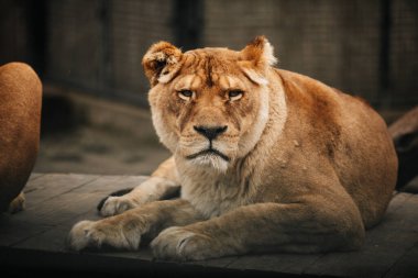 Aslan gururla duruyor küçük bir tepede.