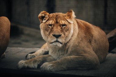 Aslan gururla duruyor küçük bir tepede.