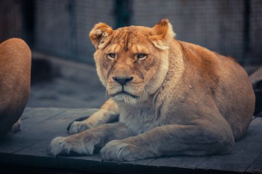 Aslan gururla duruyor küçük bir tepede.