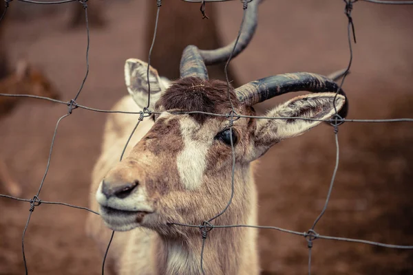 Addax Aynı Zamanda Beyaz Antilop Screwhorn Antilobu Olarak Bilinir — Stok fotoğraf
