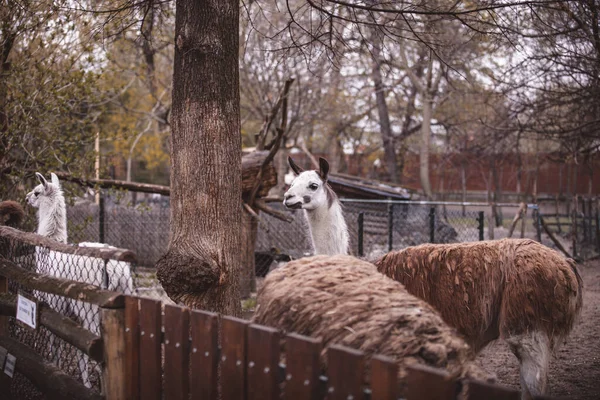 Lama Lar Beyaz Lama Kahverengi Lama Hayvanat Bahçesindeki Lamalar Lama — Stok fotoğraf