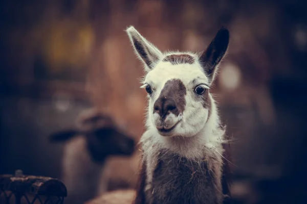 Lama Witte Lama Bruine Lama Lama Dierentuin Lama Lopen Zomer — Stockfoto