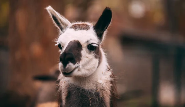 Lama Witte Lama Bruine Lama Lama Dierentuin Lama Lopen Zomer — Stockfoto