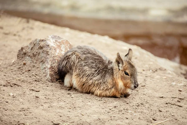 Conejo Europeo Conejo Común Conejo Oryctolagus Cuniculus Sentado Prado —  Fotos de Stock