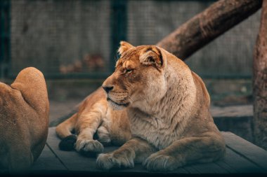 Aslan gururla duruyor küçük bir tepede.