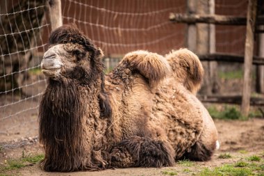 İki hörgüçlü Moğol Bactrian devesi, Camelus bactrianus, engebeli çorak arazide duruyor..