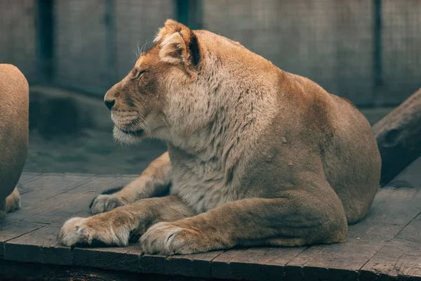 Lion Standing Proudly Small Hill — Stock Photo, Image