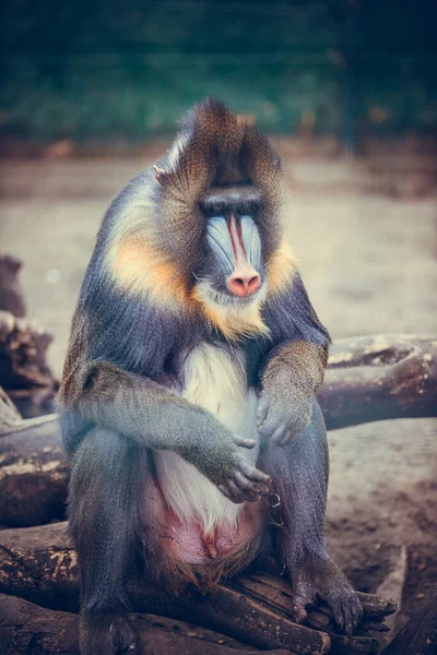 Engraçado Closeup Mandrill Espécie Babuíno Vulnerável África — Fotografia de Stock