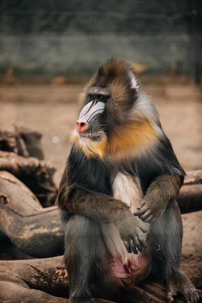 Engraçado Closeup Mandrill Espécie Babuíno Vulnerável África — Fotografia de Stock