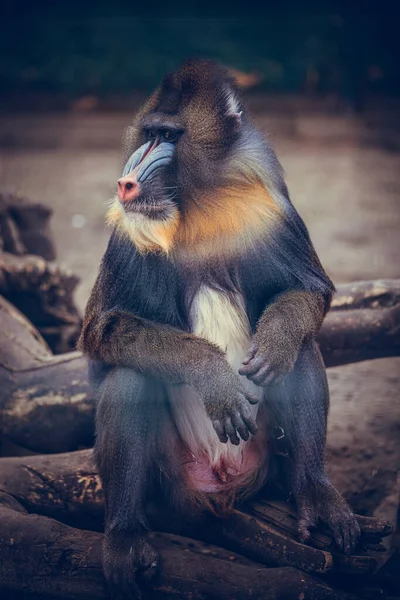 Engraçado Closeup Mandrill Espécie Babuíno Vulnerável África — Fotografia de Stock