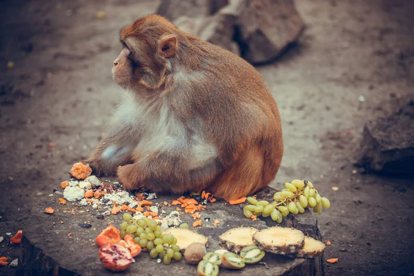 Macaco Japonês Rosto Rosa Macaco Neve — Fotografia de Stock