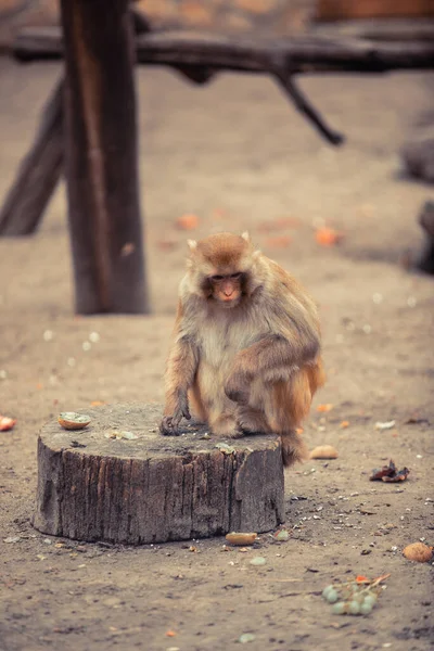 Macaco Japonês Rosto Rosa Macaco Neve — Fotografia de Stock