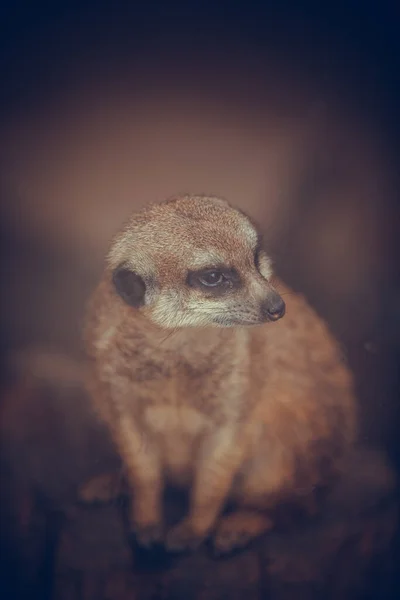 Meerkatのクローズアップ肖像画 スリカータ スリカッタ — ストック写真