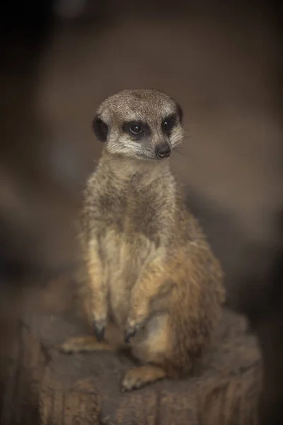 Portrait Gros Plan Une Suricate Suricata Suricatta — Photo