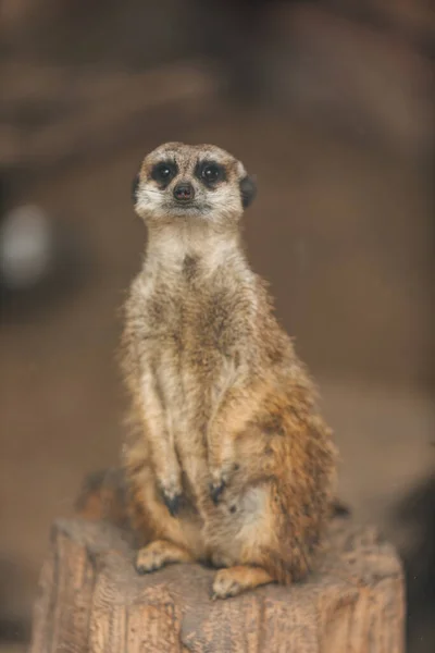 Portrait Gros Plan Une Suricate Suricata Suricatta — Photo