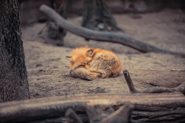 Portrait Renard Roux Vulpes Vulpes Dormant Sur Petit Rocher — Photo