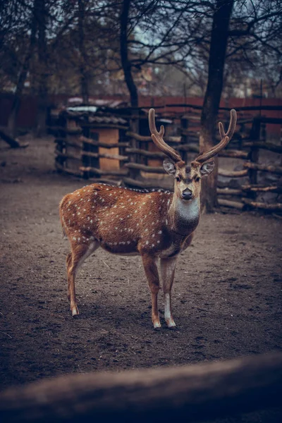 Chital Také Známý Jako Srnka Skvrnitá Jelen Chitský Jelena Osa — Stock fotografie