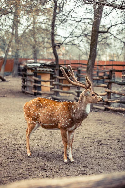 Chevreuil Aussi Connu Sous Nom Chevreuil Tacheté Chevreuil Chital Cerf — Photo