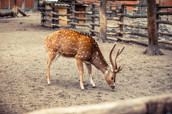 Cervo Também Conhecido Como Veado Manchado Veado Cervo Eixo Uma — Fotografia de Stock