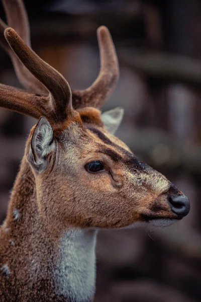 軸鹿とも呼ばれ 鹿の一種である — ストック写真