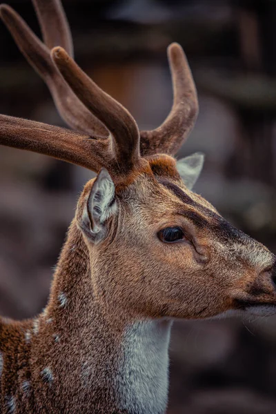 Cervo Também Conhecido Como Veado Manchado Veado Cervo Eixo Uma — Fotografia de Stock