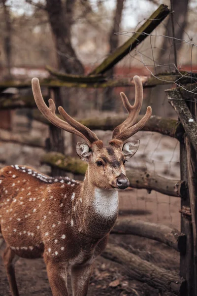 Chevreuil Aussi Connu Sous Nom Chevreuil Tacheté Chevreuil Chital Cerf — Photo