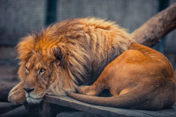 Retrato Casal Leões Sentados Perto Zoológico Leão Macho Fêmea — Fotografia de Stock