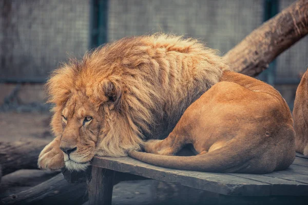 Retrato Casal Leões Sentados Perto Zoológico Leão Macho Fêmea — Fotografia de Stock