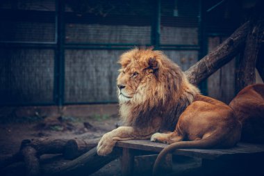 Aslan gururla duruyor küçük bir tepede.