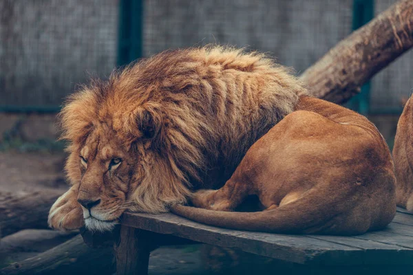 Retrato Casal Leões Sentados Perto Zoológico Leão Macho Fêmea — Fotografia de Stock