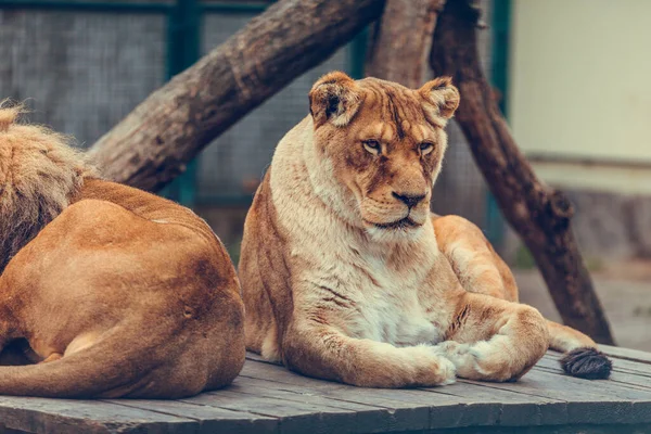 Retrato Casal Leões Sentados Perto Zoológico Leão Macho Fêmea — Fotografia de Stock