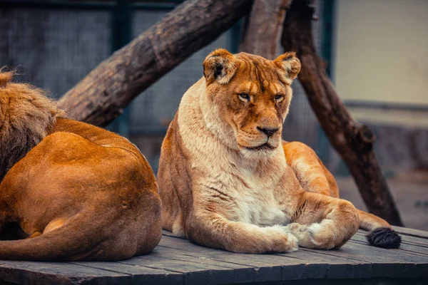 Retrato Casal Leões Sentados Perto Zoológico Leão Macho Fêmea — Fotografia de Stock