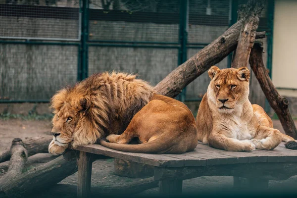 Retrato Casal Leões Sentados Perto Zoológico Leão Macho Fêmea — Fotografia de Stock