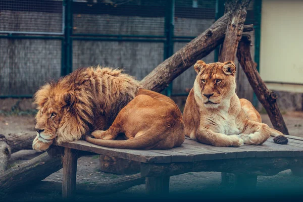 Retrato Casal Leões Sentados Perto Zoológico Leão Macho Fêmea — Fotografia de Stock